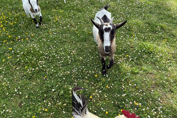 Profitez de la présence de nos animaux sur place et promenez-les librement sur le terrain.
