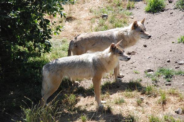 Les visites des environs: au pays de la Bête du Gévaudan (la légende), le Parc des Loups du Gévaudan, une réalité plus heureuse et agréable