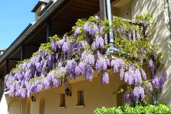 Glycines suspendues au balcon de l'annexe
