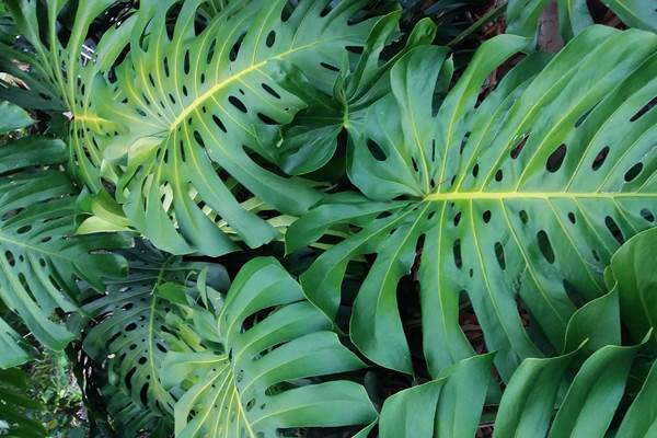 Plante du jardin