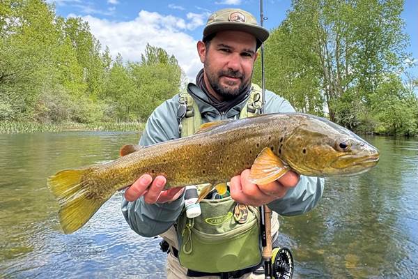 Truite fario prise en sèche à vue