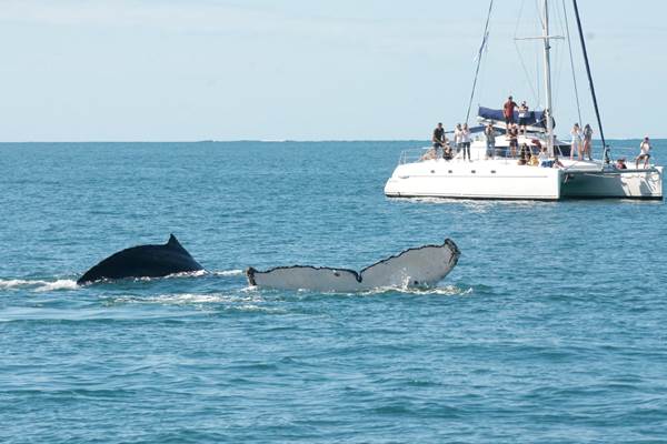 Sortie journée baleine avec Dalocean