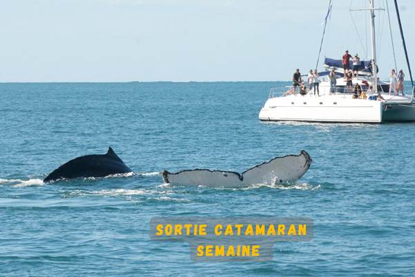 sortie baleine semaine