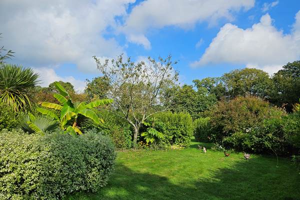 Les poules dans le jardin