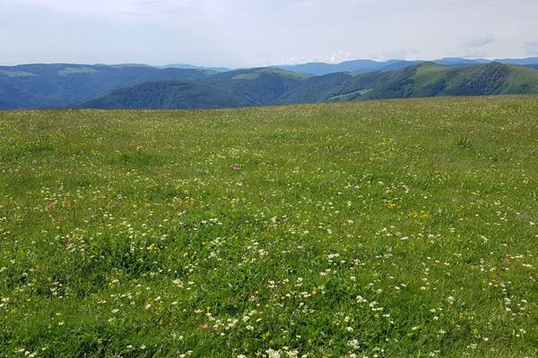 Prairie fleurie dans les Hautes-Vosges au printemps-photo-news