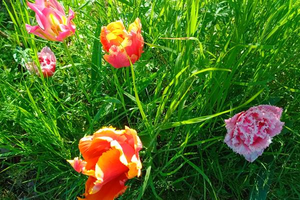 Les tulipes aux couleurs éclatantes éblouissent le regard et sucitent l'émerveillement