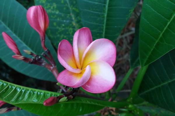 Plante du jardin
