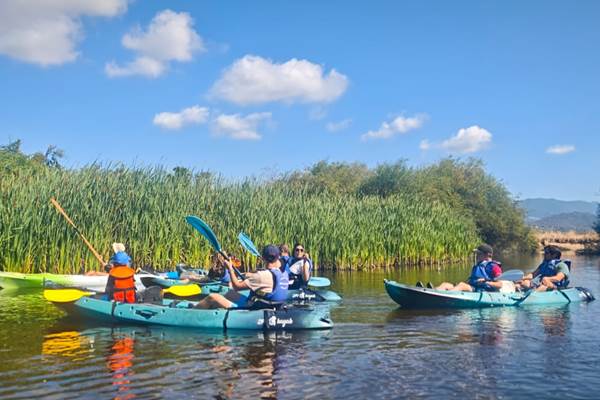 Abbartello Kayak le Taravo a une vaste roseliere-photo-news