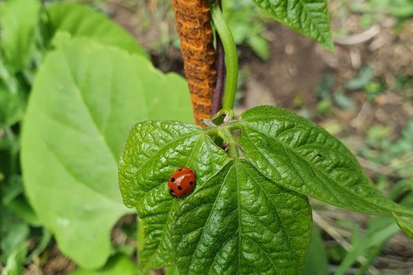 Domaine de Houtteville - Le jardin 4