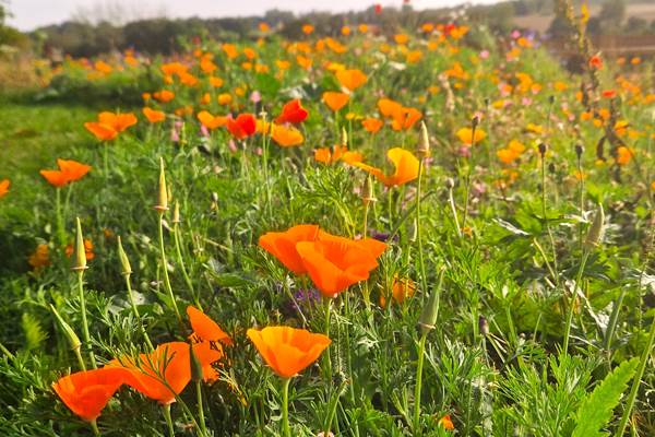 Domaine de Houtteville - Le jardin 7