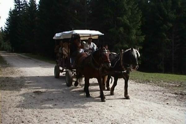Visite du Parc des Bisons d'Europe en calèche