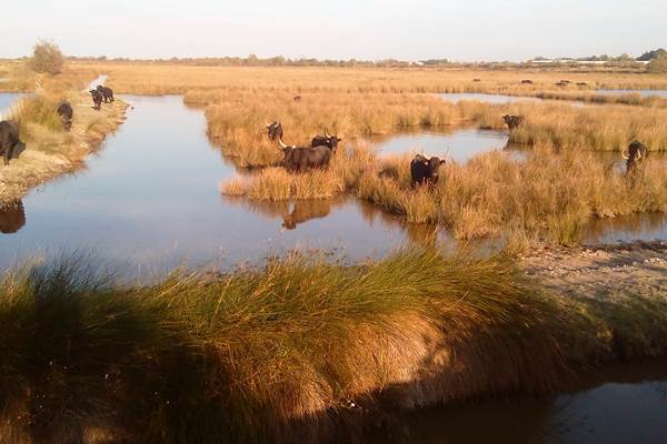 photo elephone 009 (2)