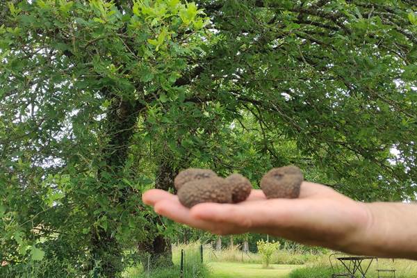 BRITAVIT Truffe été 4