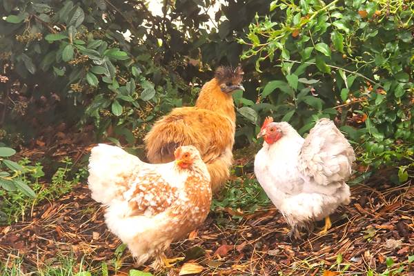 Domaine de Houtteville - Le jardin 17