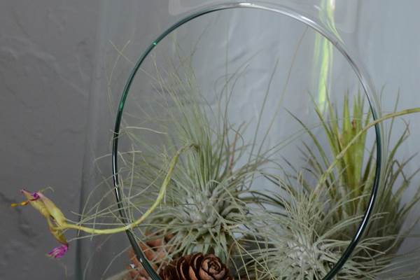 Tillandsias chambre Platane