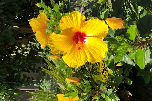 Hibiscus du jardin