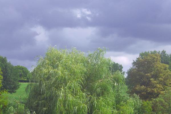 Chevaux bédouins sous votre fenêtre
