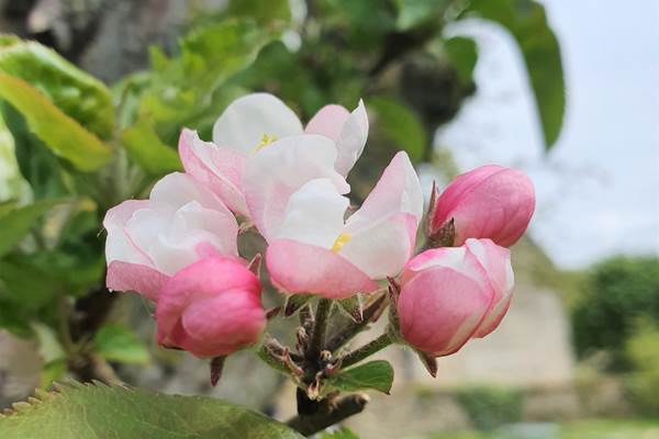 Domaine de Houtteville - Le jardin 1