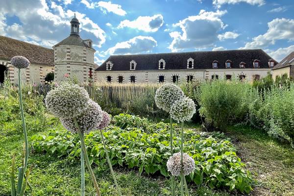 fleurs de poireau au jardin potager