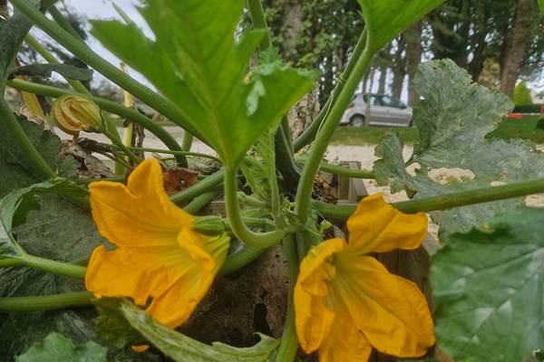 Domaine de Houtteville - Le jardin 5