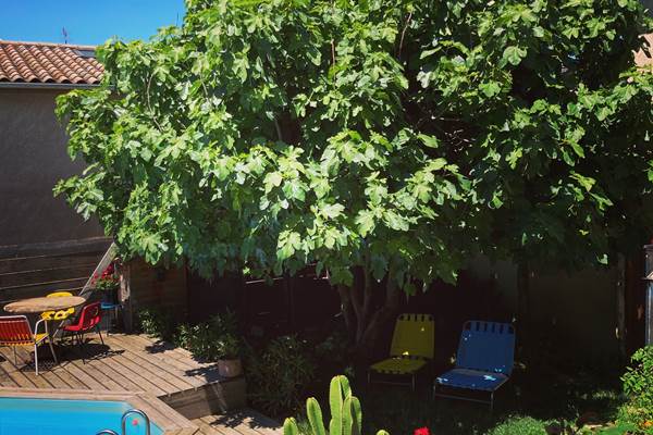 Le figuier, emblème de la maison