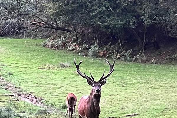 rencontre avec le cerf