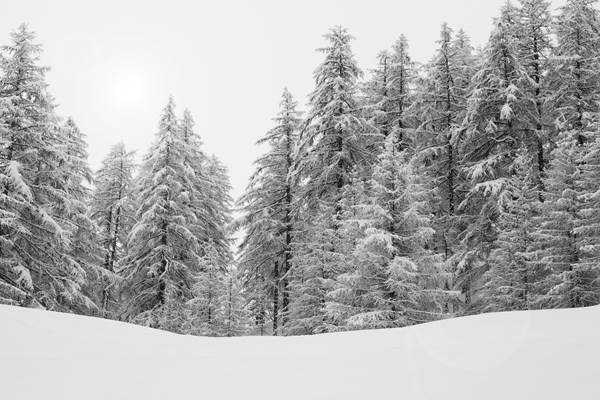 forest-588717_1920