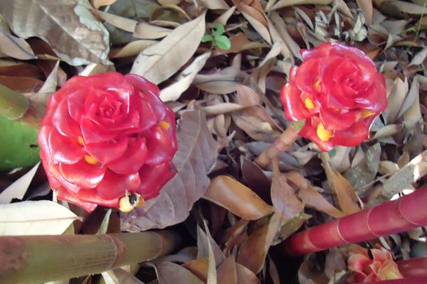 Fleur du jardin
