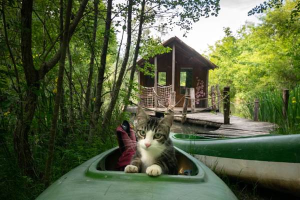 vue extérieure de la cabane, avec le chat Roger !