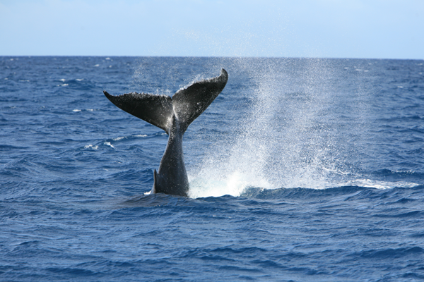 baleine