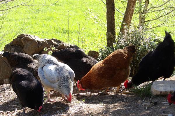 Vous promenez et regarder nos jolies poules