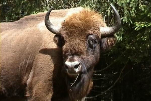 Bison à la Pose: 1 tonne, 2 m de hauteur au garrot. Il peut presque sauter sa hauteur sans élan!