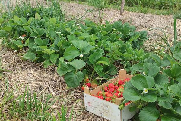 BRITAVIT  le potager