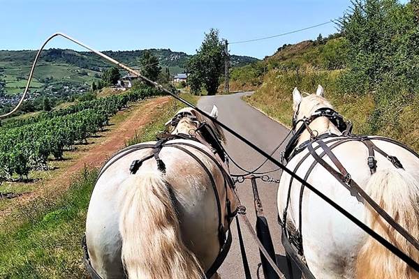 En attelage avec les percherons