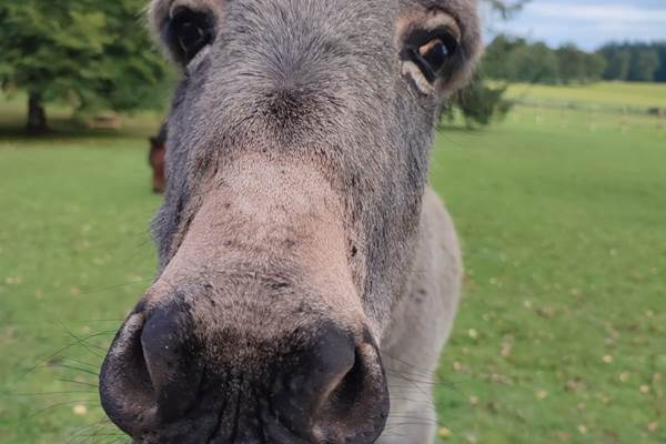 Adrien-animaldecompagnie-espiegle-tendresse-attachiant-biencheznous-hautecorrèze