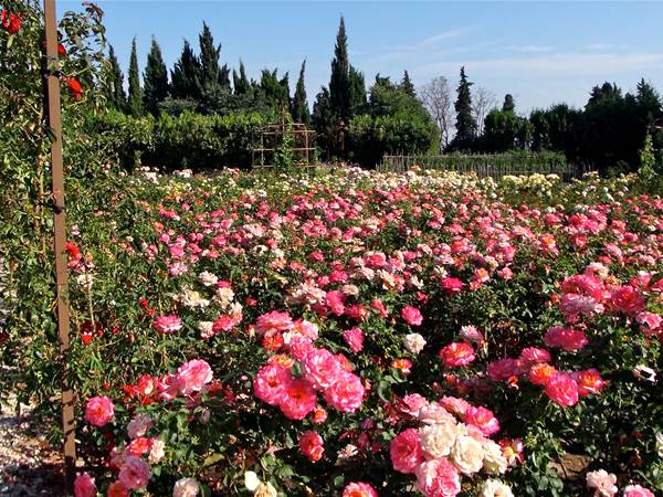 Roses roses