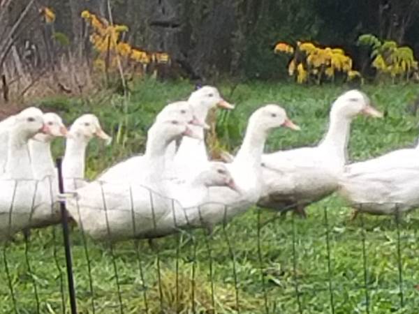 animaux de la ferme