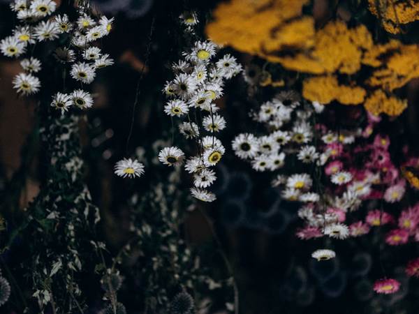 Notre séchoir de fleurs séchées