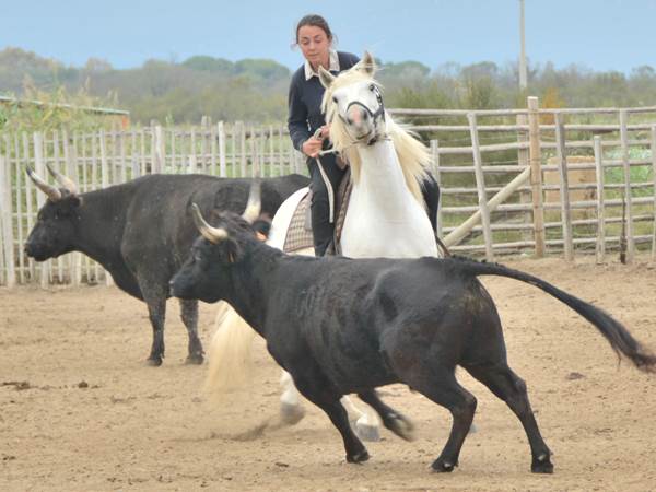 000-Traditions1-Margot à cheval au Mas de la Comtesse en tri de taureau-oct.2021