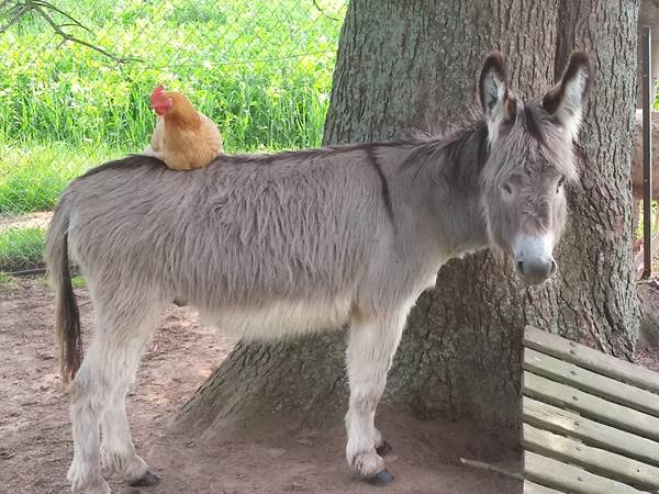 Notre petit âne-galerie