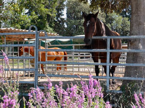 Chevaux