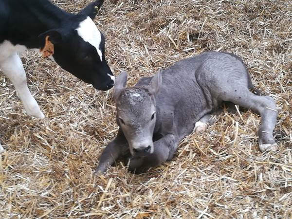 Veaux dans la nurserie-galerie