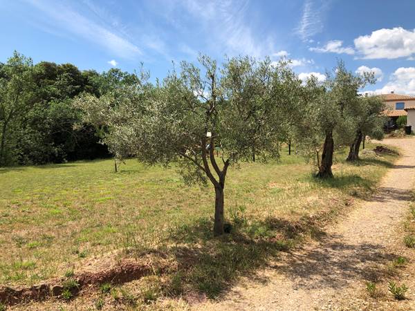 Le rossignol des murailles-Oliviers