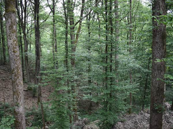 vue sur foret