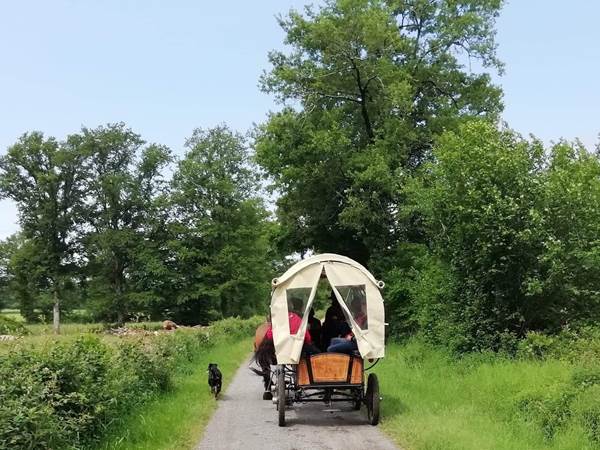 #VisiteTouristiqueEnCalèche #DécouverteEnCalèche #BaladeRomantique #SortieNature #AnimationCalèche #CalècheMariage #BaladeChevalAttelé #CalèchePourGroupe #DécouverteNature