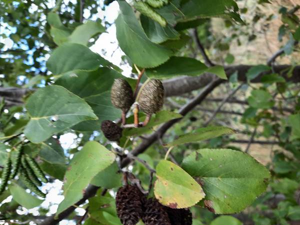 30.08.2026 - Salix cordata 09 Manants