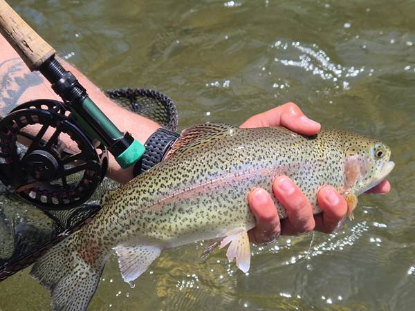 Truite arc-en-ciel sauvage souche Bouillouses