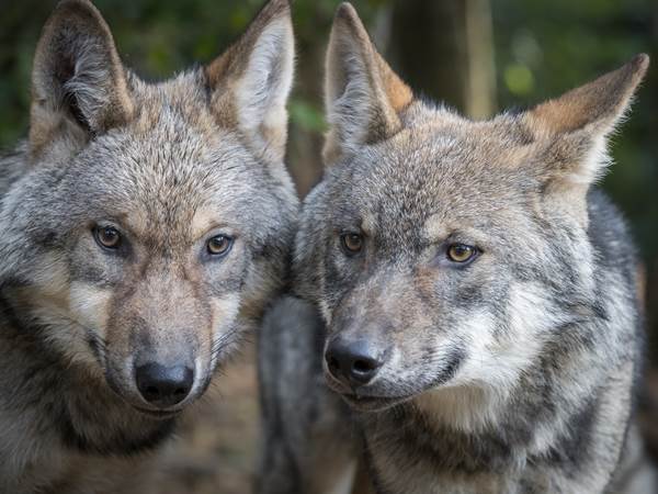 Copyright Alain-Thimmesch-Loups- Parc A gibier LA Roche-en-Ardenne