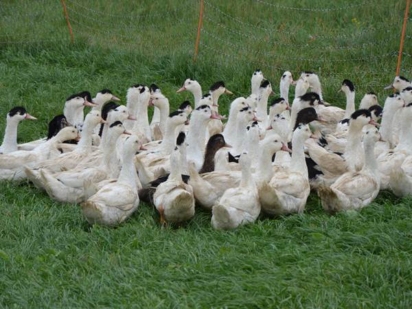 élevage de canards