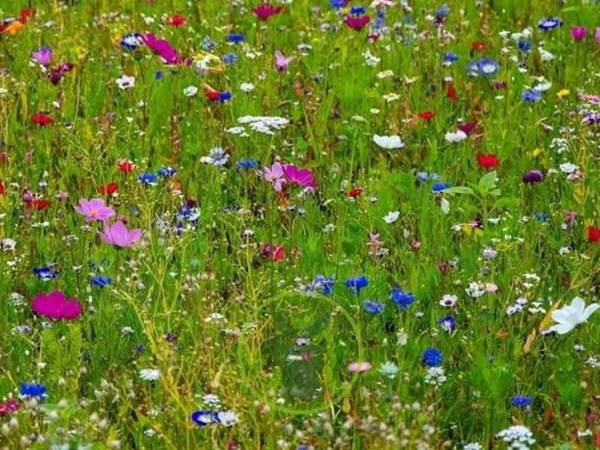 fleurs des champs